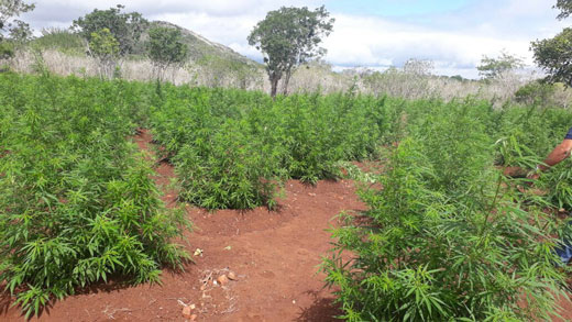 Plantação de maconha foi encontrada na zona rural de Monte Santo | Foto: