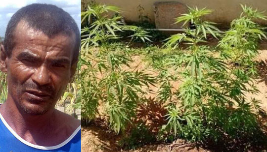 Segundo a polícia, maconha era cultivada na roça do acusado | Foto: Notícias de Santaluz
