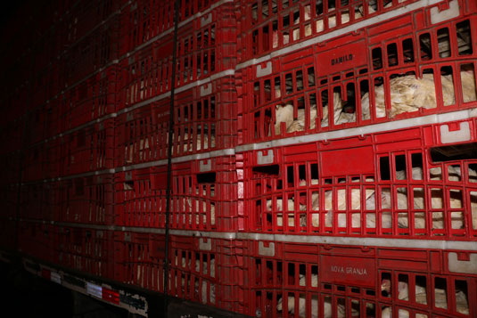 Nove toneladas de frangos vivos foram apreendidas durante ação | Foto: Divulgação/SSP