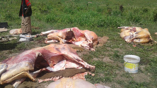 Cerca de 2,5 toneladas de carnes irregulares foram apreendidas | Foto: Divulgação SSP