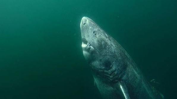 Tubarão da Groenlândia pode ter 512 anos | Reprodução/Instagram(juniel85)