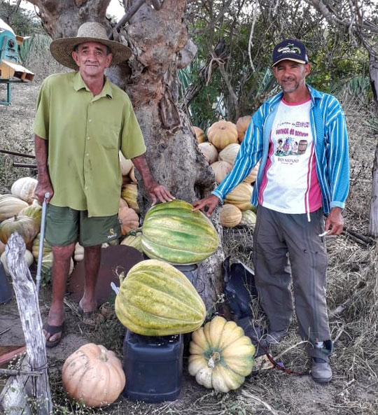 O agricultor Jorge Grande exibe junto com o primo Zé Hamilton as abóboras gigantes colhidas na sua propriedade | Foto: Arquivo Pessoal