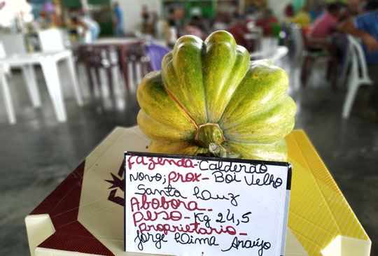 ‘Abóbora gigante’ foi exposta pelo agricultor na feira livre da cidade | Foto: Notícias de Santaluz