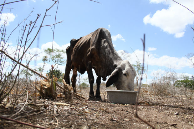 A pecuária está sendo prejudicada com a morte dos animais por conta da seca | Foto: Mauro Akin Nassor/ Arquivo CORREIO
