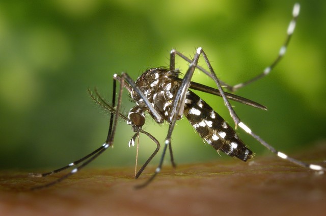 Doenças transmitidas pelo Aedes aegypti tiveram queda do número de casos em 2017 | Foto: Divulgação