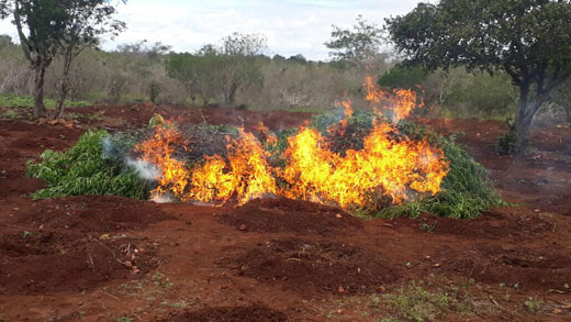 Droga foi incinerada no local | Foto: Divulgação/ PM