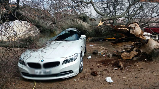 BMW atingida por árvore de grande porte na região norte da Bahia (Foto: José Augusto/Blog Augusto Urgente