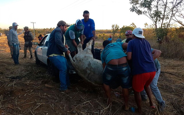 Parte do gado morreu após acidente na Bahia (Foto: Blog do Sigi Vilares
