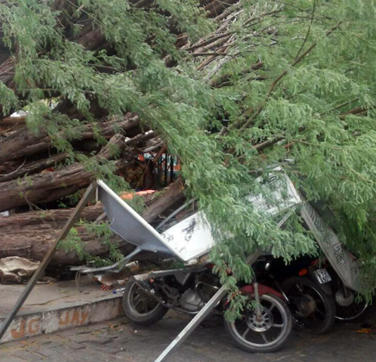 Árvore caiu sobre motos que estavam no estacionamento do Centro de Abastecimento de Queimadas | Foto: Leitor do Notícias de Santaluz