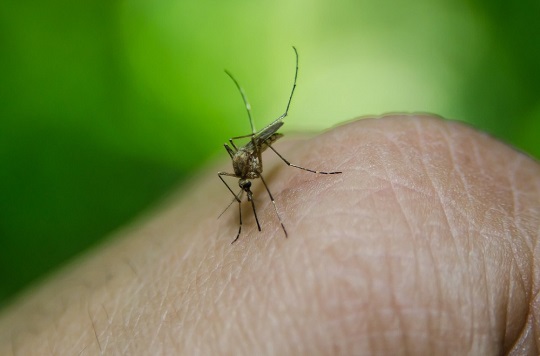 Fornecimento do inseticida para combate do mosquito está suspenso pelo Ministério da Saúde | Foto: Pixabay/Divulgação