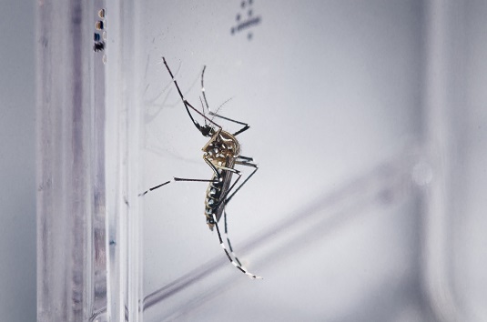 Aedes aegypti | Foto: Rodrigo Méxas e Raquel Portugal/Fundação Oswaldo Cruz/Divulgação
