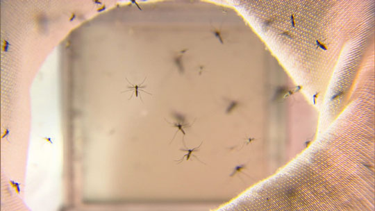 Estudo brasileiro indica que quem teve dengue pode ter anticorpos contra o coronavírus | Foto: Reprodução/ TV Globo