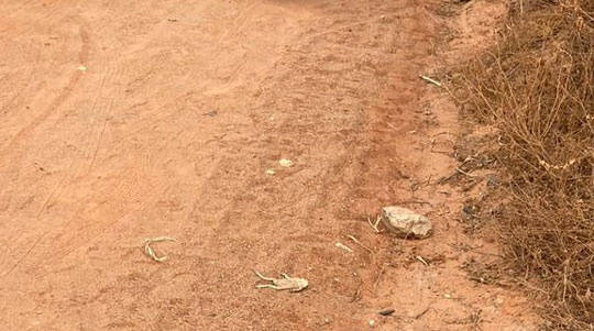 Corpos foram encontrados em estrada vicinal na zona rural de Araci | Foto: Notícias de Santaluz