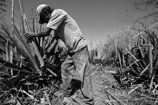 Trabalhador em produção de sisal, no centro-norte da Bahia | Foto: Divulgação/Subsecretaria de Inspeção do Trabalho