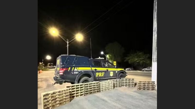 Mais de 580 aves silvestres são resgatadas em rodovia na Bahia