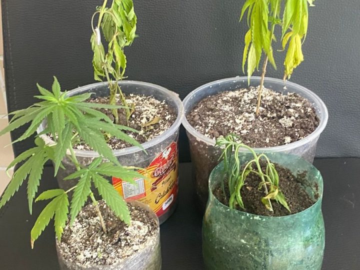 PM apreende adolescente por cultivo de maconha dentro de casa em Santaluz