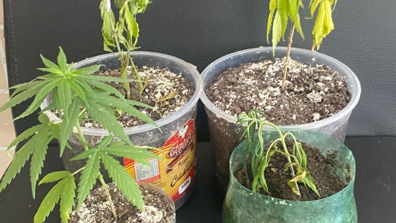 PM apreende adolescente por cultivo de maconha dentro de casa em Santaluz