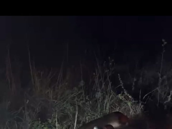 Animal morre após colisão com carro na BA-120 em Santaluz; veículo era conduzido por vereador de Queimadas