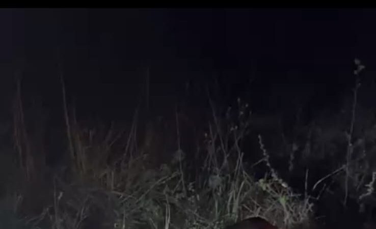 Animal morre após colisão com carro na BA-120 em Santaluz; veículo era conduzido por vereador de Queimadas