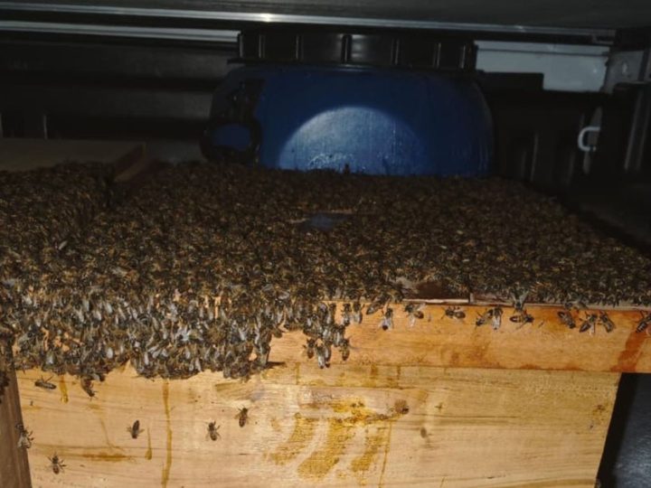 Quinze pessoas ficam feridas após ataque de abelhas em Capim Grosso