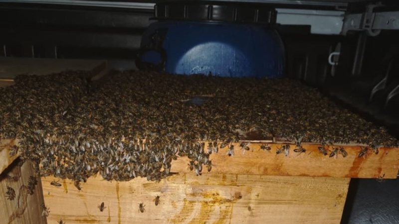 Quinze pessoas ficam feridas após ataque de abelhas em Capim Grosso
