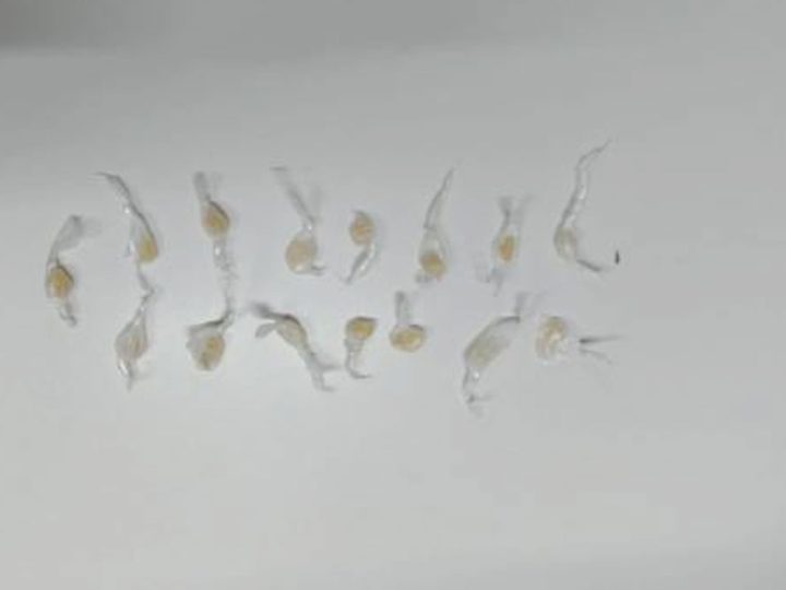 PM apreende droga em estabelecimento às margens da BR-116, em Araci