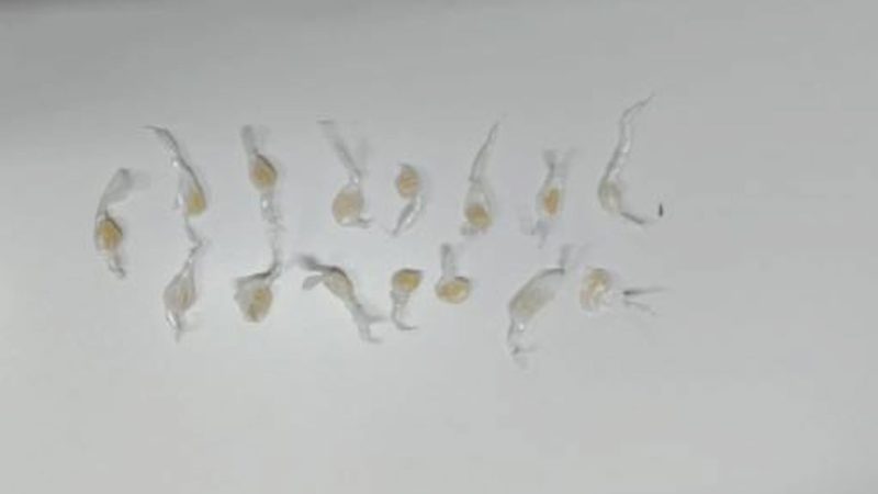 PM apreende droga em estabelecimento às margens da BR-116, em Araci